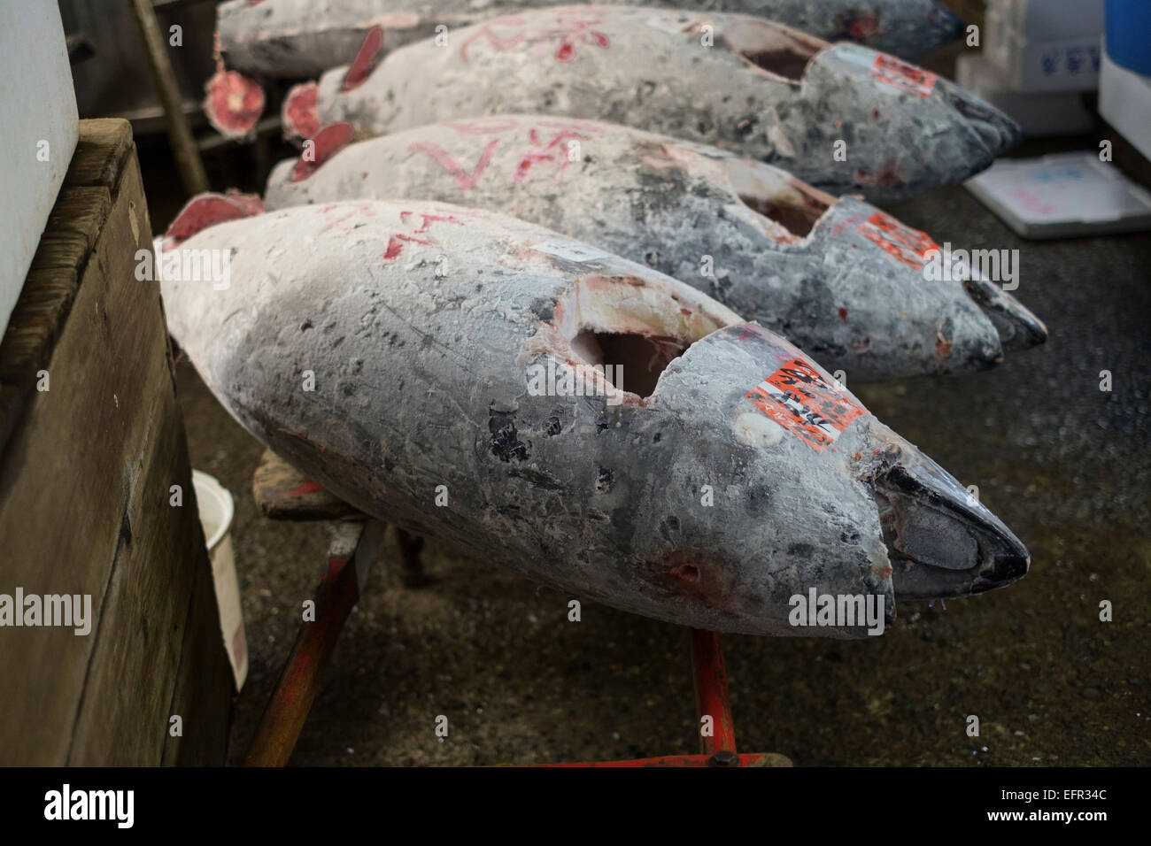 Mercado de Pescado de Tsukiji, en Tokio, Japón. El mayorista más grande mercado de pescados y mariscos en el mundo. El mercado maneja más de 400 tipos de pescado y mariscos a partir de diminutas sardinas y atún a la Ballena. Más de 700.000 toneladas métricas de mariscos son tratadas cada año con un total de unos 6.000 millones de dólares. Unos 60.000 trabajadores están empleados en el mercado. Foto de stock