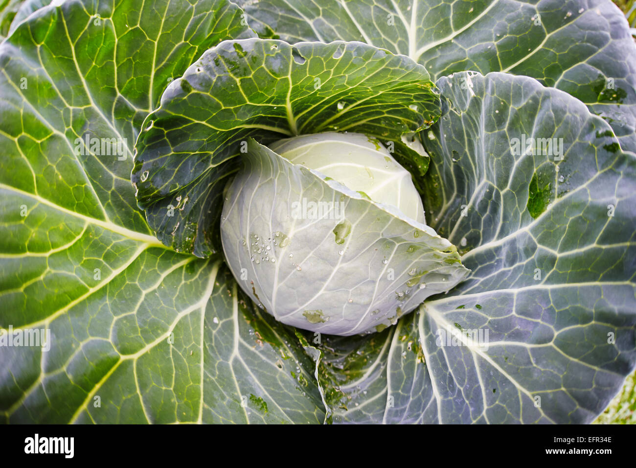 Cerca de coles cultivadas orgánicamente. Nombre científico: Brassica oleracea. Foto de stock