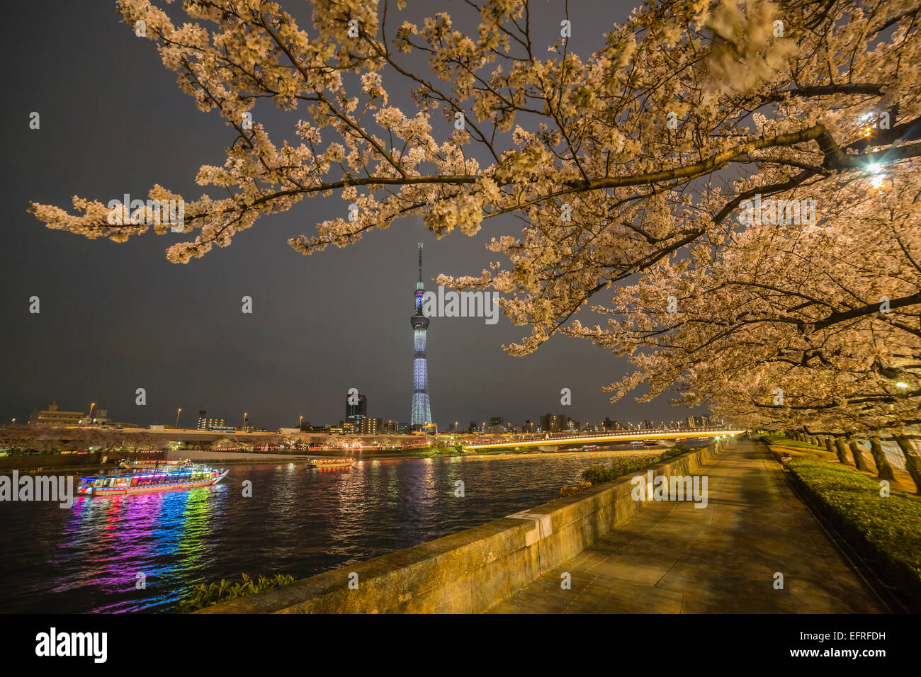 Tokyo Sky Tree se ilumina y cerezos en flor, Tokio, Japón Foto de stock