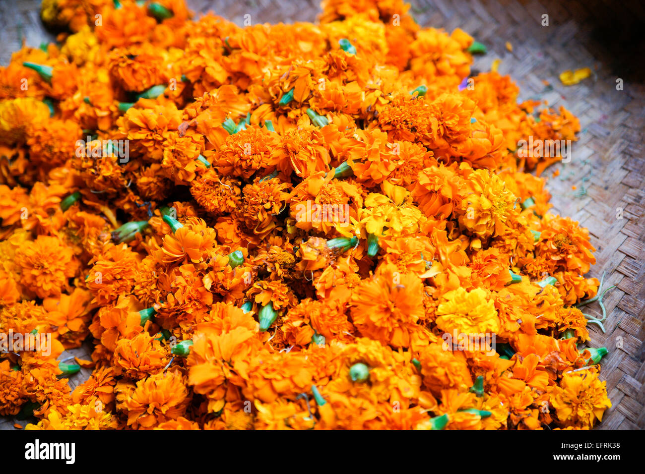 Marigold flower Foto de stock
