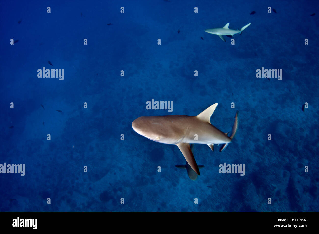 Un tiburón gris de arrecife (Carcharhinus amblyrhyncos) cruceros por una investigación Foto de stock