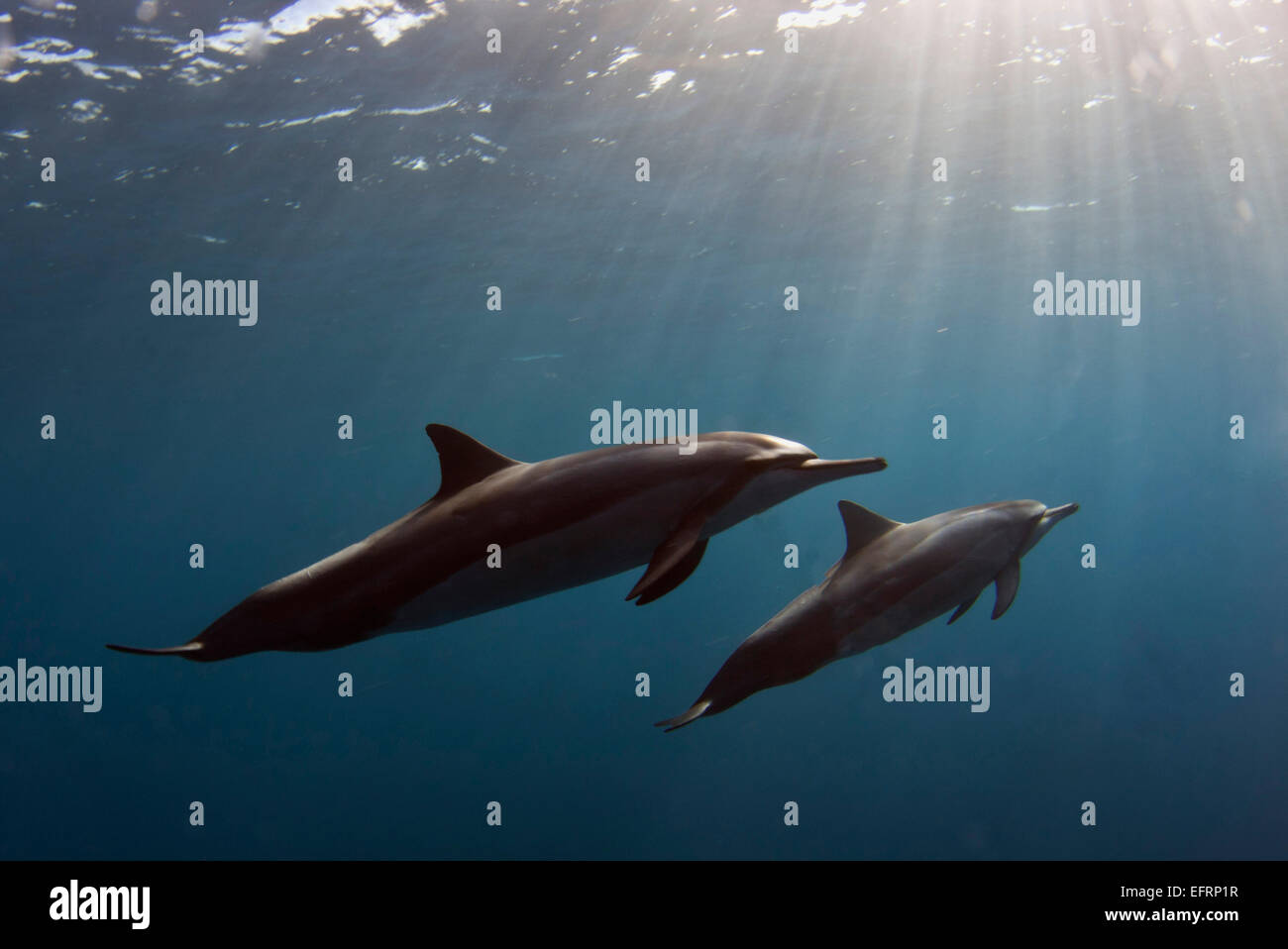 Hawaiano delfines (Stenella longirostris) vuela por el interior de la Bahía de Kailua en la costa de Kona de la Isla Grande de Hawai. Foto de stock