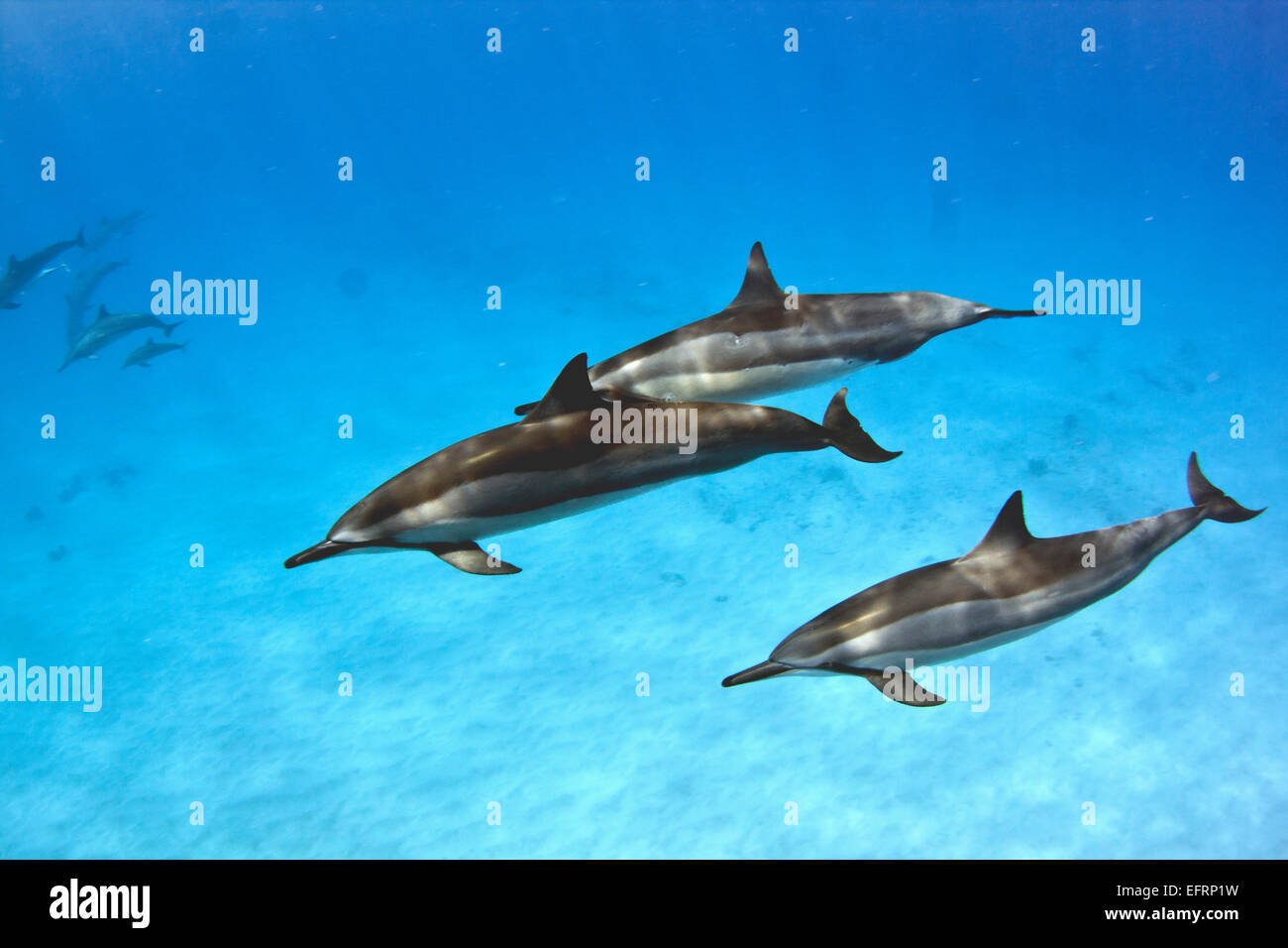 Hawaiano delfines (Stenella longirostris) vuela por el interior de la Bahía de Kailua en la costa de Kona de la Isla Grande de Hawai. Foto de stock