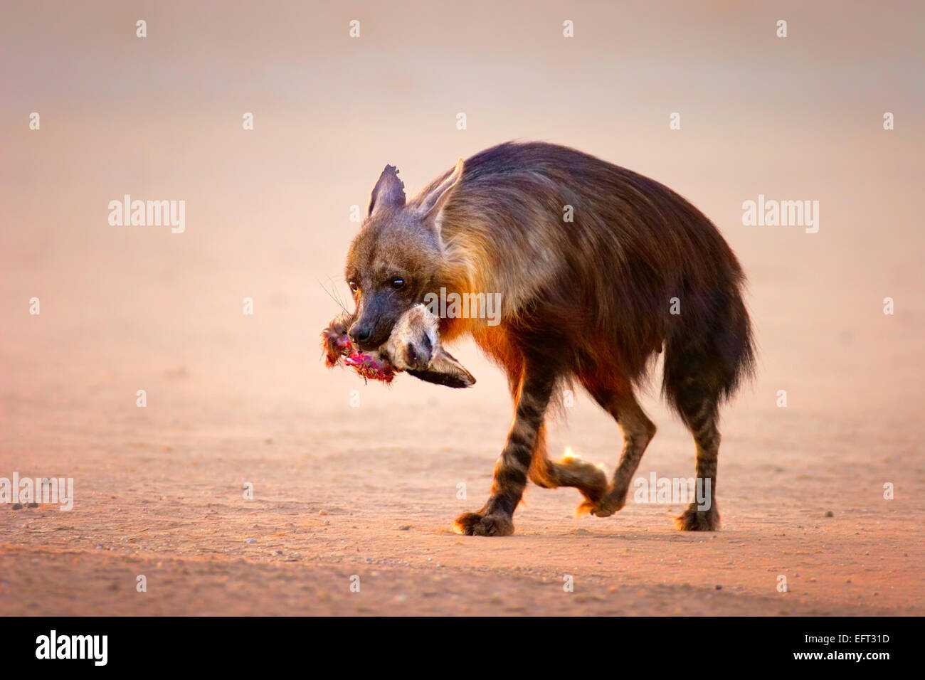 Brown hiena parda (Hyaena brunnea) con la presa (bebé murciélago orejudo fox) en boca: desierto de Kalahari (Sudáfrica) Foto de stock
