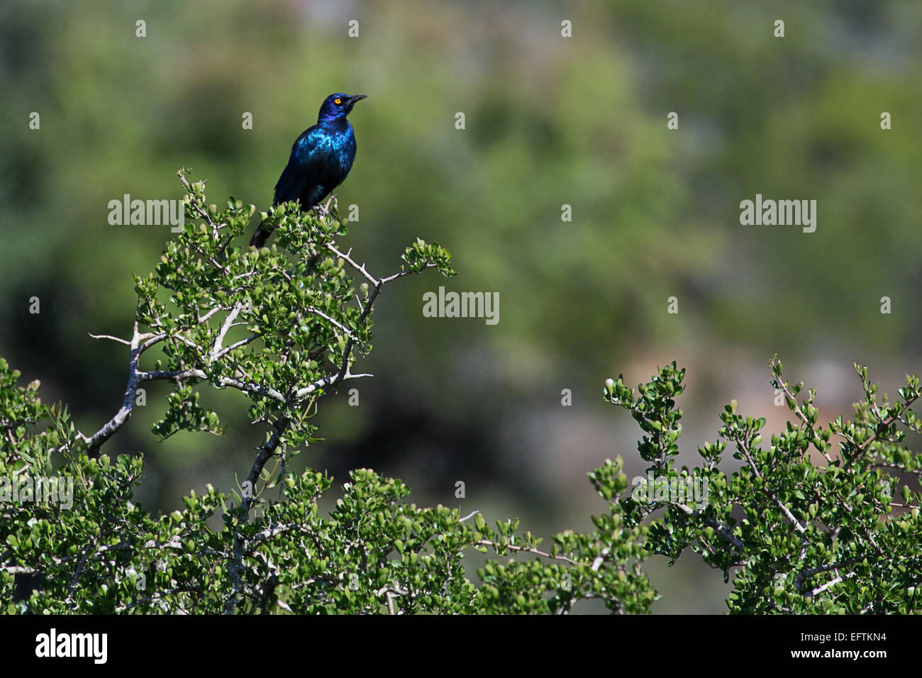 Cape satinado starling (lamprotornis nitens) Foto de stock