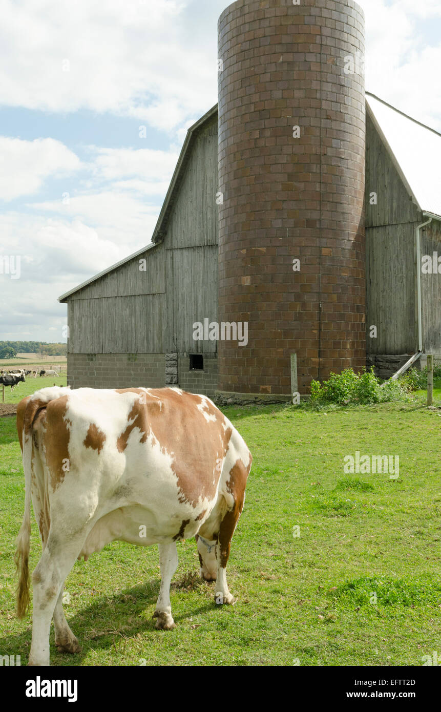 Vaca Guenrsey alimentándose de hierba con granero en el fondo. Foto de stock