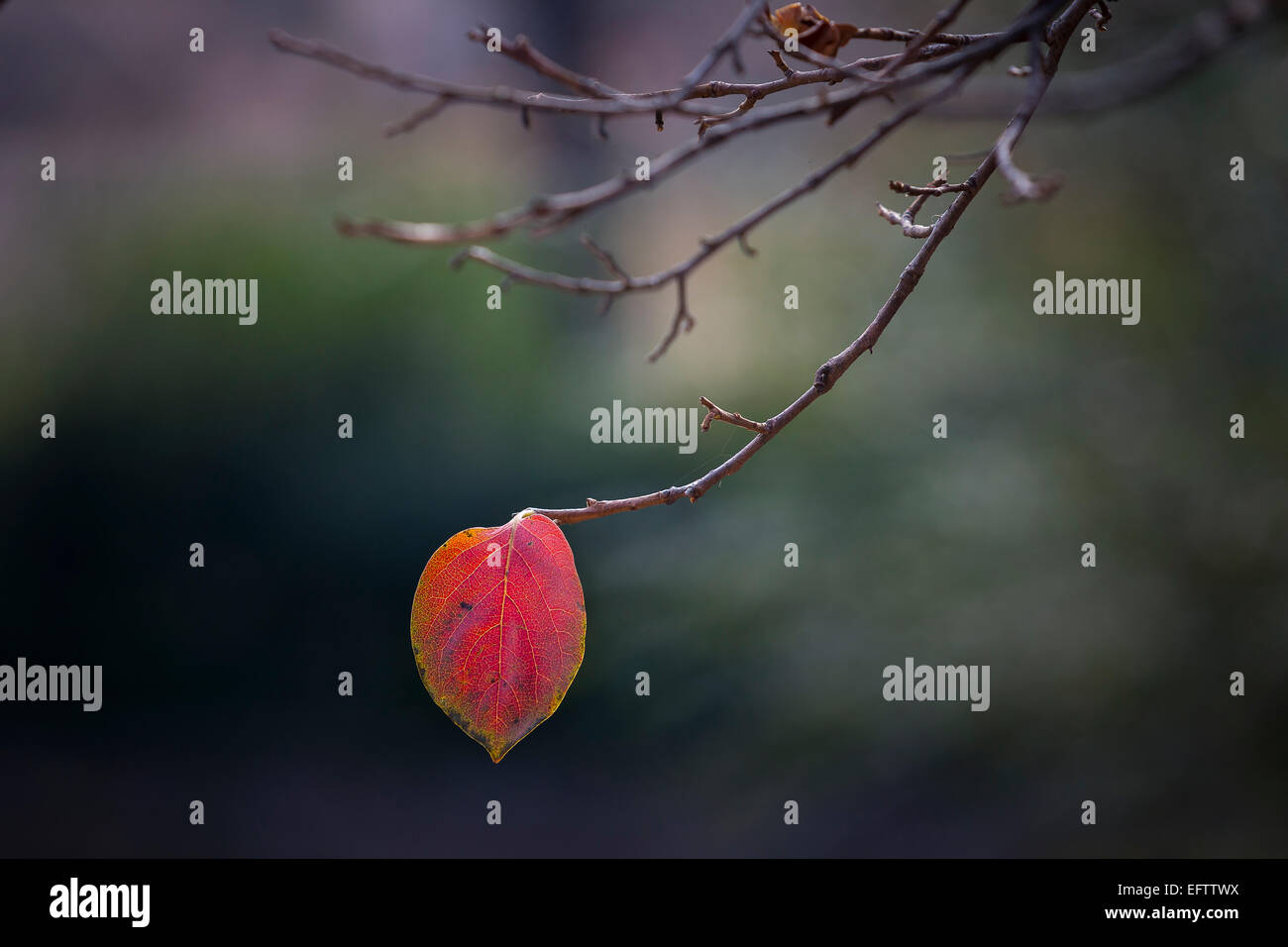 Hoja de otoño en un árbol Foto de stock