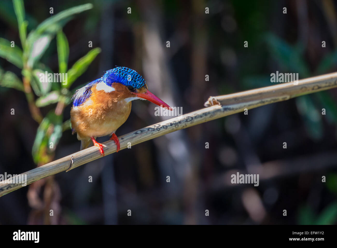 La malaquita el martín pescador (Alcedo cristata) Foto de stock