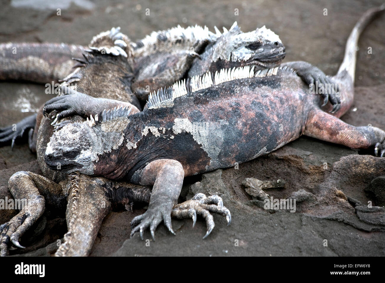Grupo de iguanas marinas de las Islas Galápagos Foto de stock