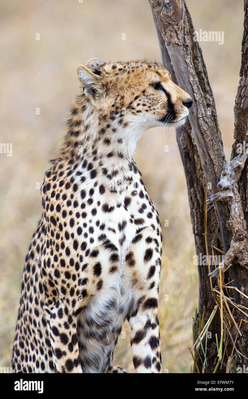 Cheetah buscando enemigos en el Serengeti Foto de stock
