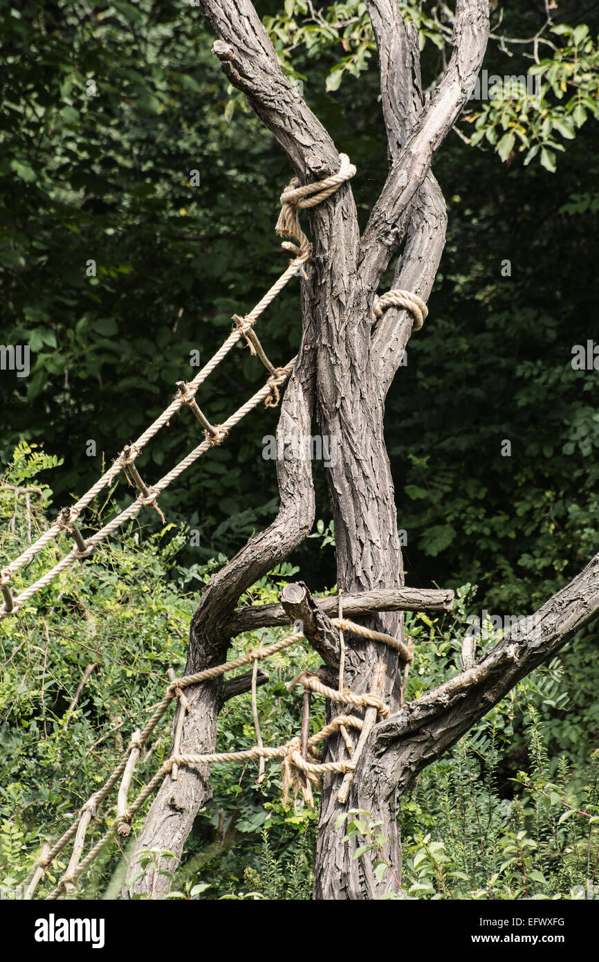 Sogas para trepar a los árboles en el bosque Fotografía de stock - Alamy