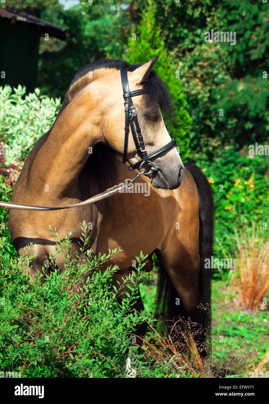 Hermoso semental de Welsh pony Foto de stock