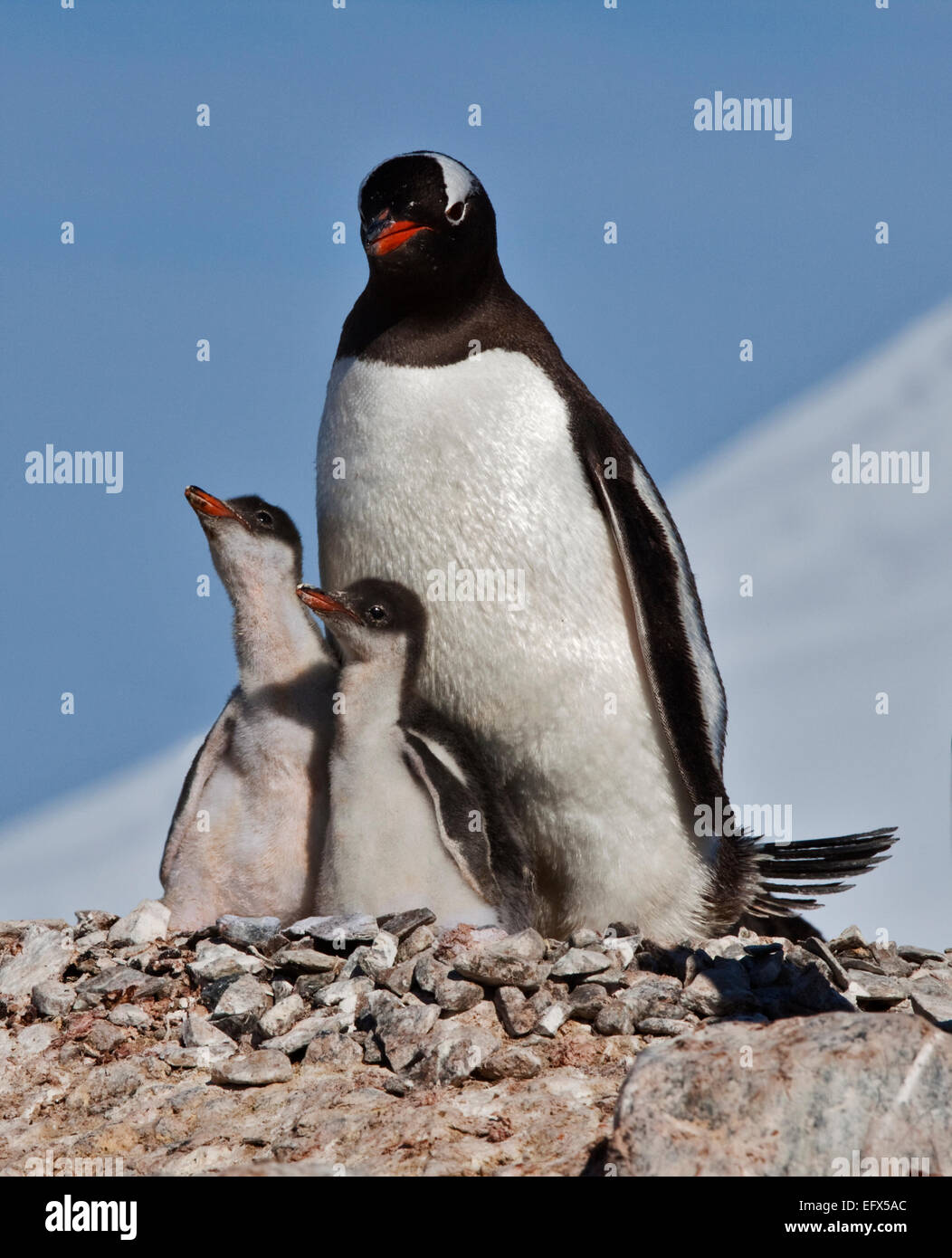 Pingüinos papúa (Pygoscelis papua) con polluelos en el nido, Puerto Lockroy, Península Antártica. Foto de stock