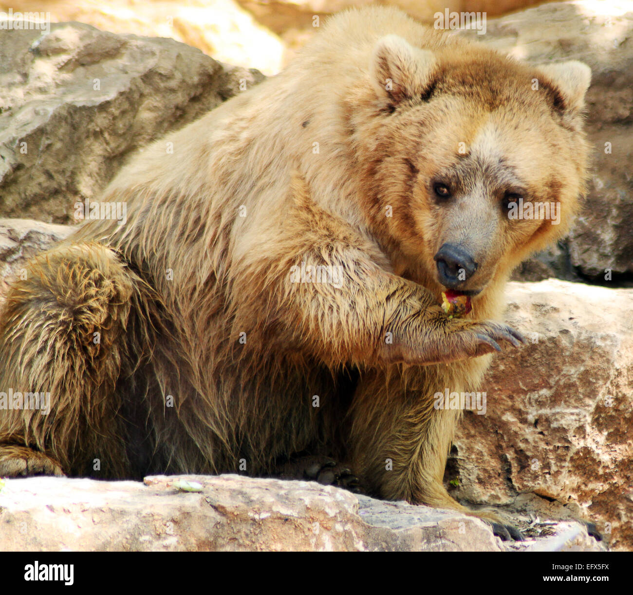 Un oso pardo es comer una manzana roja. Foto de stock