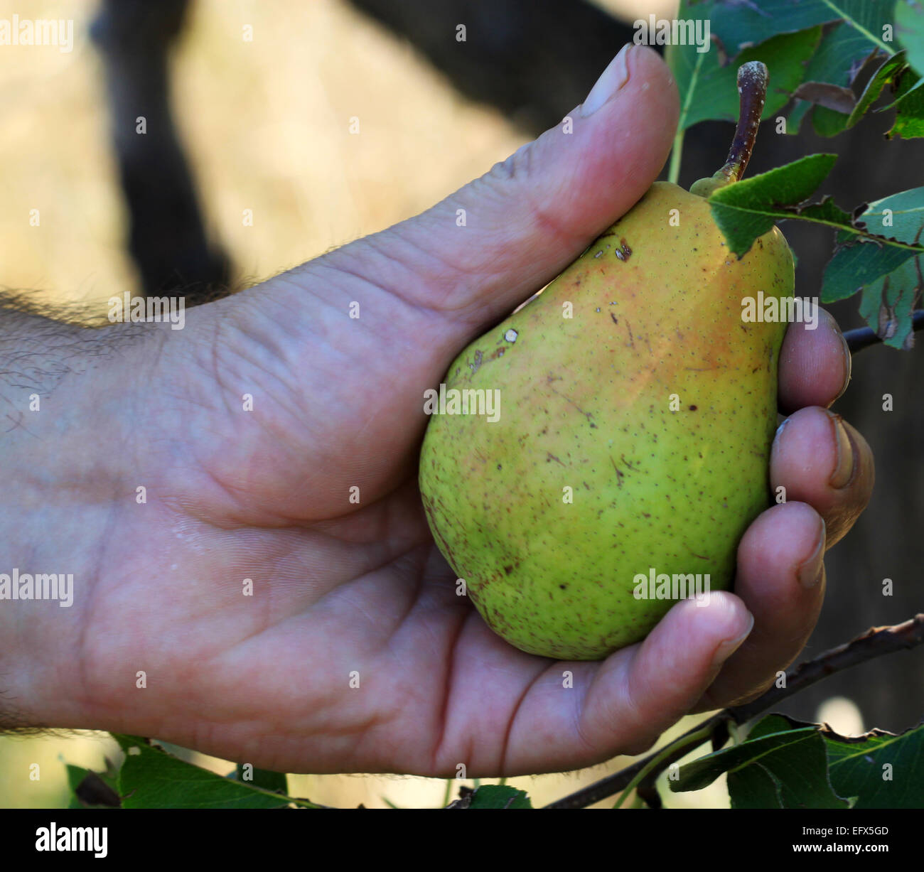 Una mano de hombre sosteniendo una pera verde. Foto de stock