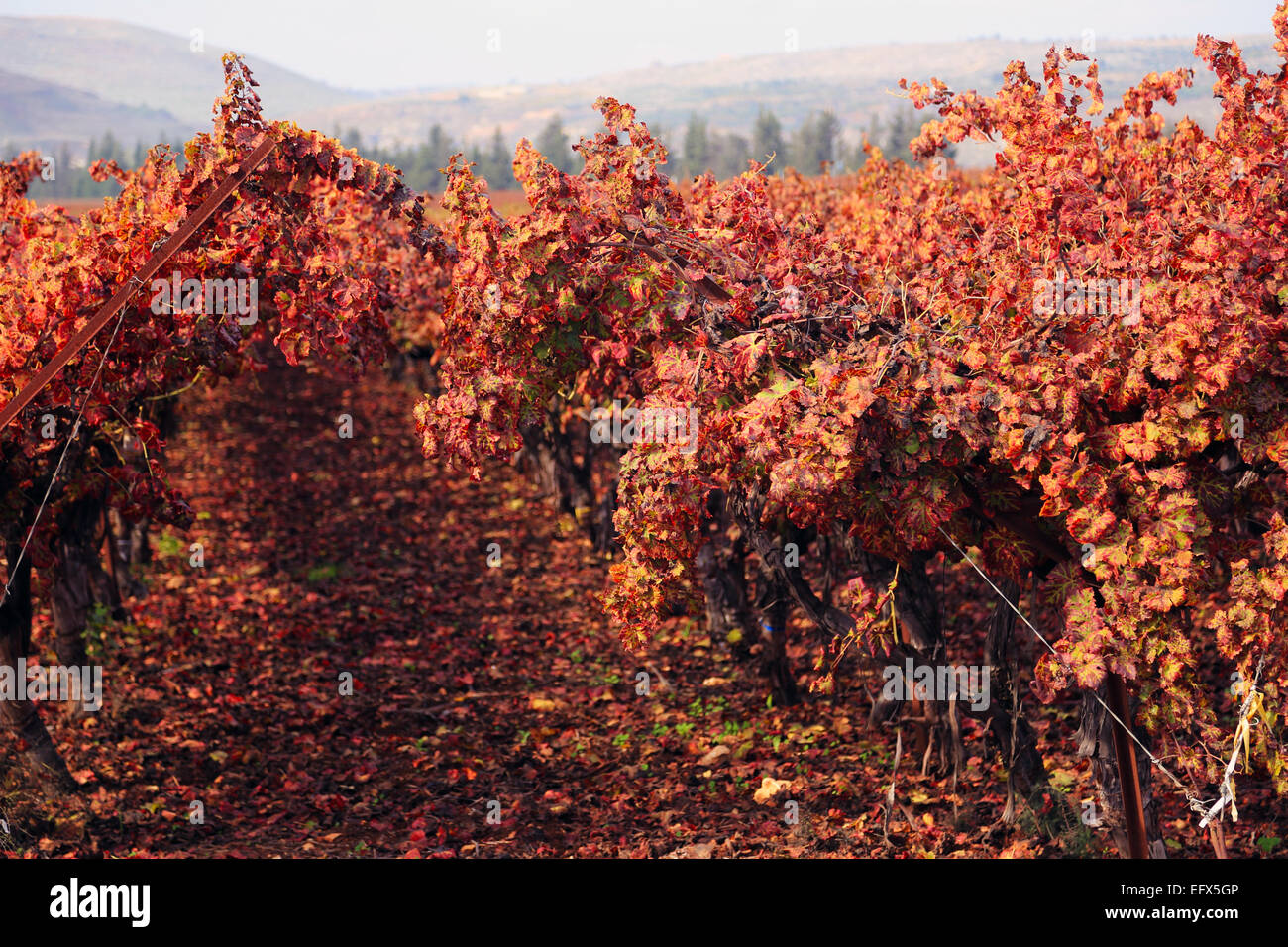 Un viñedo es de color naranja con caída Leaves. Foto de stock