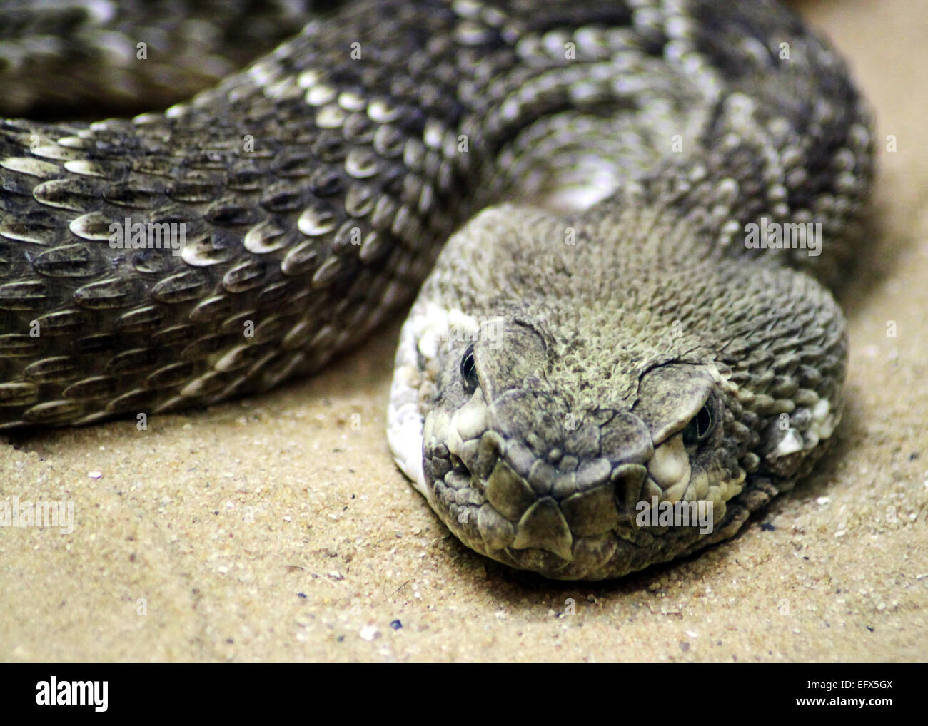 Serpiente Anaconda tendido sobre la arena. Foto de stock