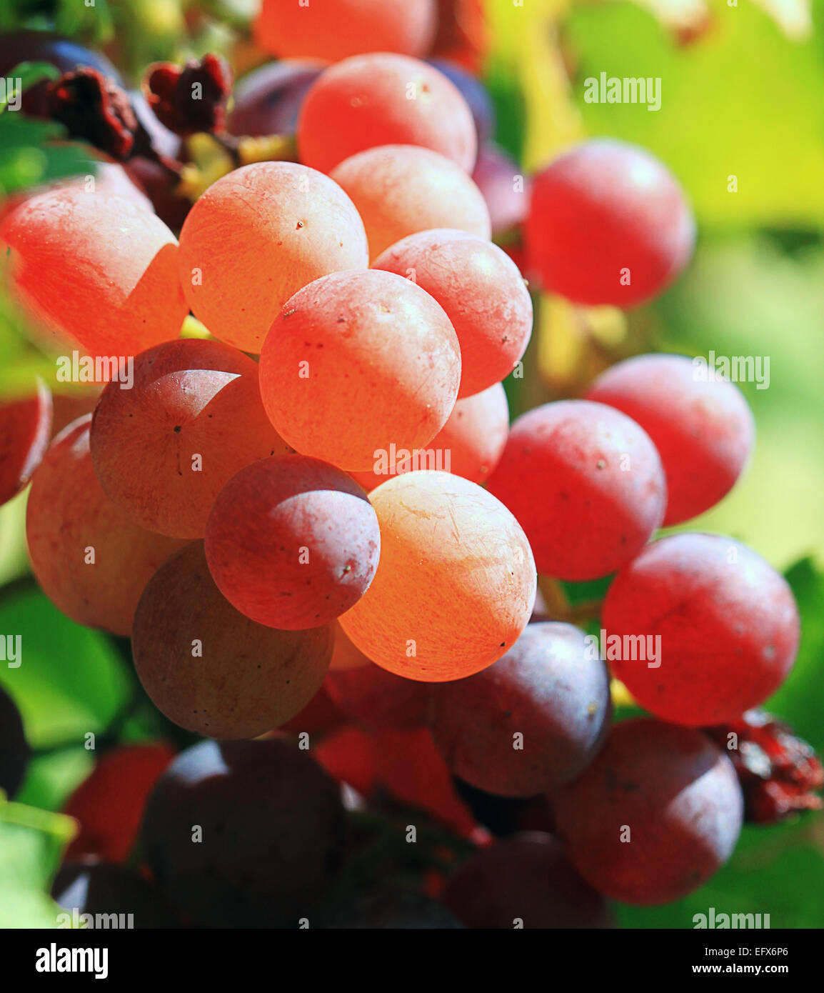 Una rama de uvas en un viñedo está iluminado por el sol. Foto de stock