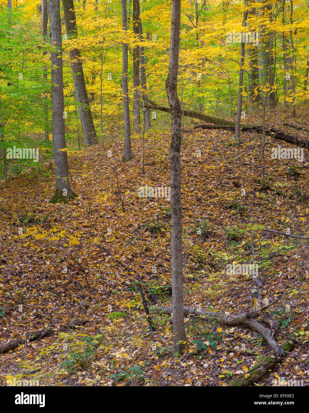McCormick's Creek State Park, Indiana bosque de frondosas en otoño