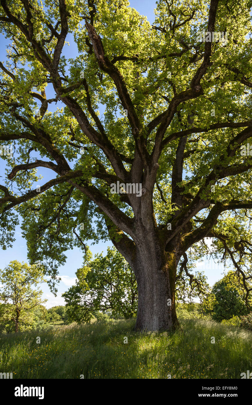 Antigua Pedunculate Quercus robur (roble) en un campo Foto de stock