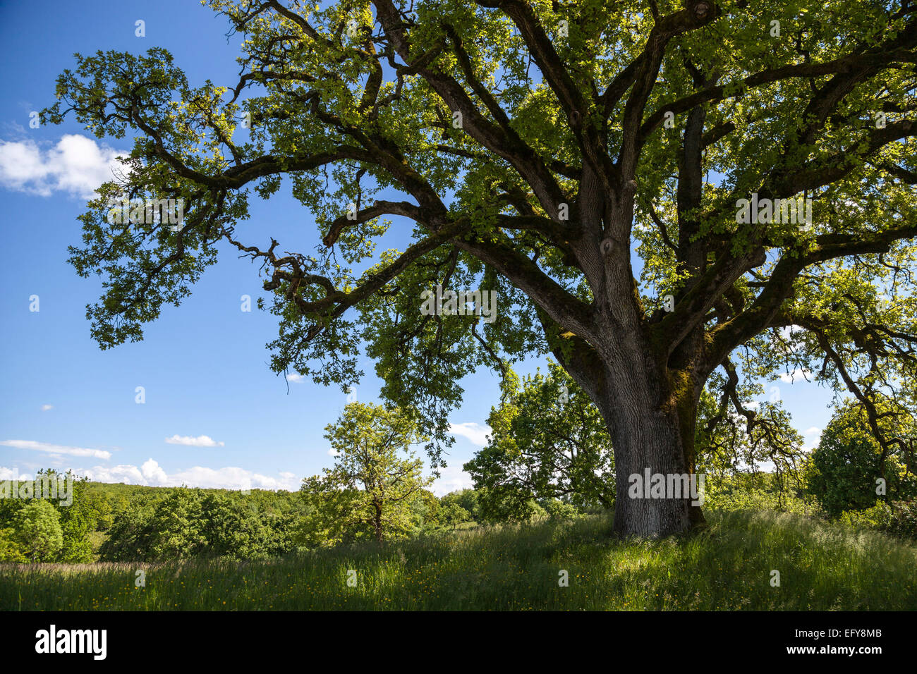 Antigua Pedunculate Quercus robur (roble) en un campo Foto de stock