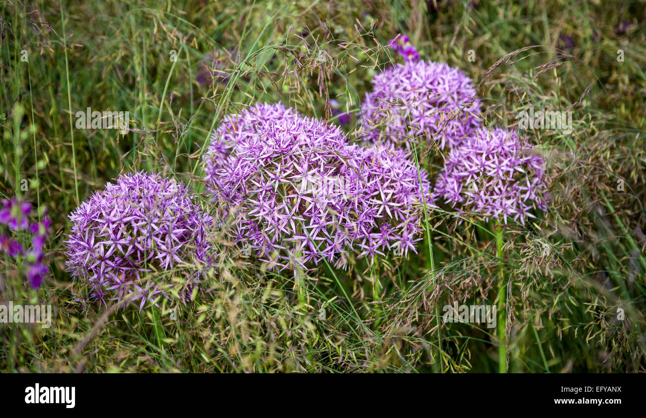 Allium 'belleza' Violeta creciendo entre los céspedes Foto de stock