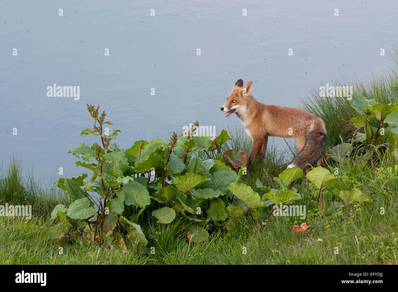 El zorro rojo (Vulpes vulpes) de pie delante de un pequeño lago de montaña, Austria Foto de stock