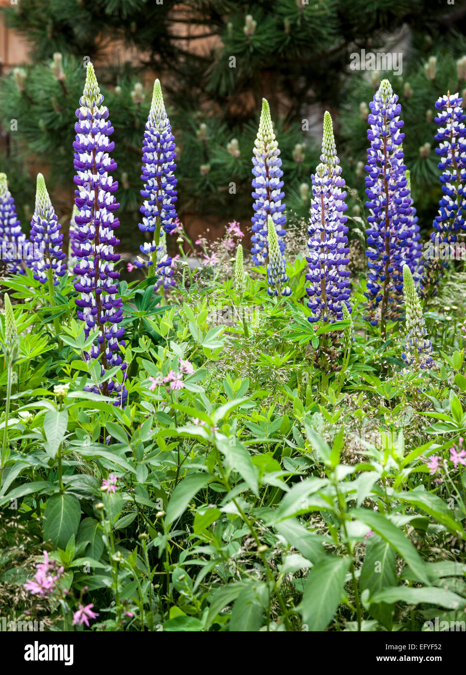 Lupinus 'El Gobernador' Foto de stock