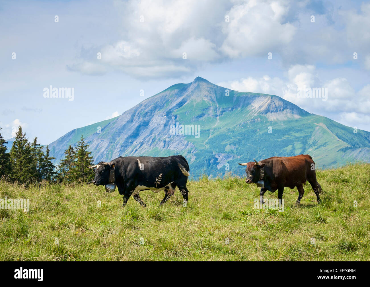 Vacas de la raza Herens alpina con cencerros en los Alpes franceses con Mont Joly detrás de alto sobre el valle de Chamonix, Francia, Europa Foto de stock