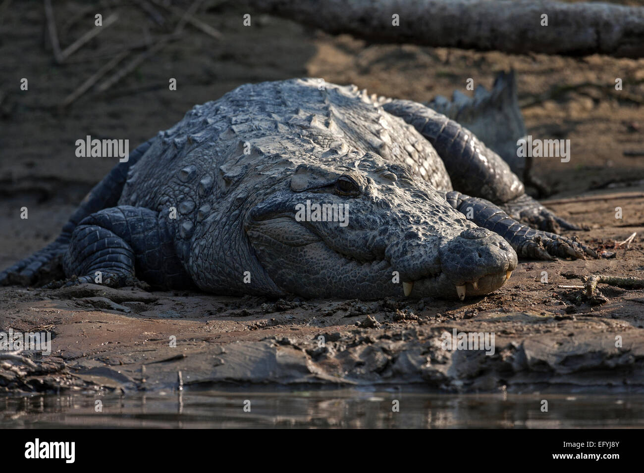 Mugger (Crocodylus palustris) a orillas del río Rapti Oriental en el Parque Nacional de Chitwan, cerca Sauraha, Nepal Foto de stock