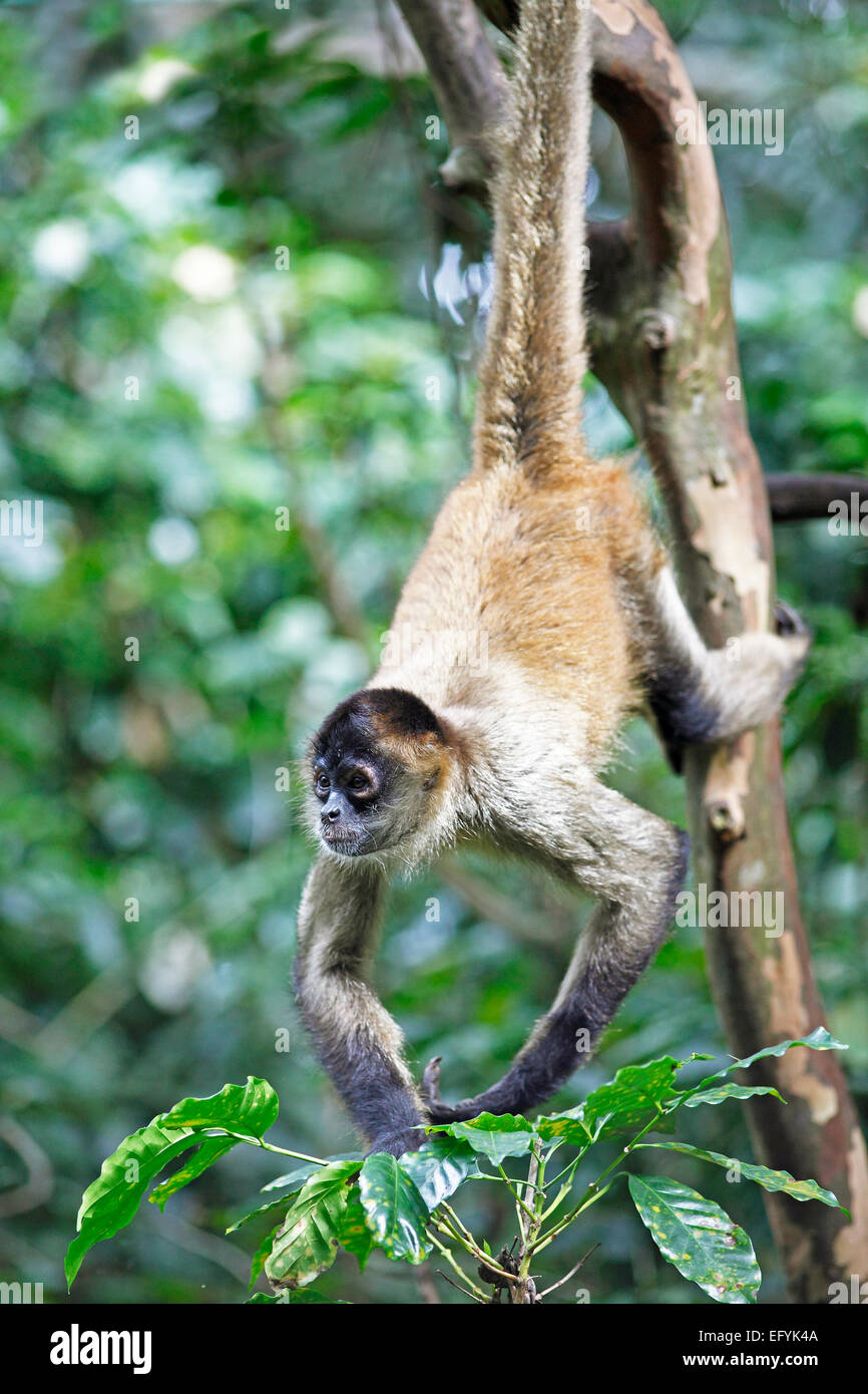 Centroamérica mono araña o Geoffroy's mono araña (Ateles geoffroyi), aferrándose a un árbol con su cola Foto de stock