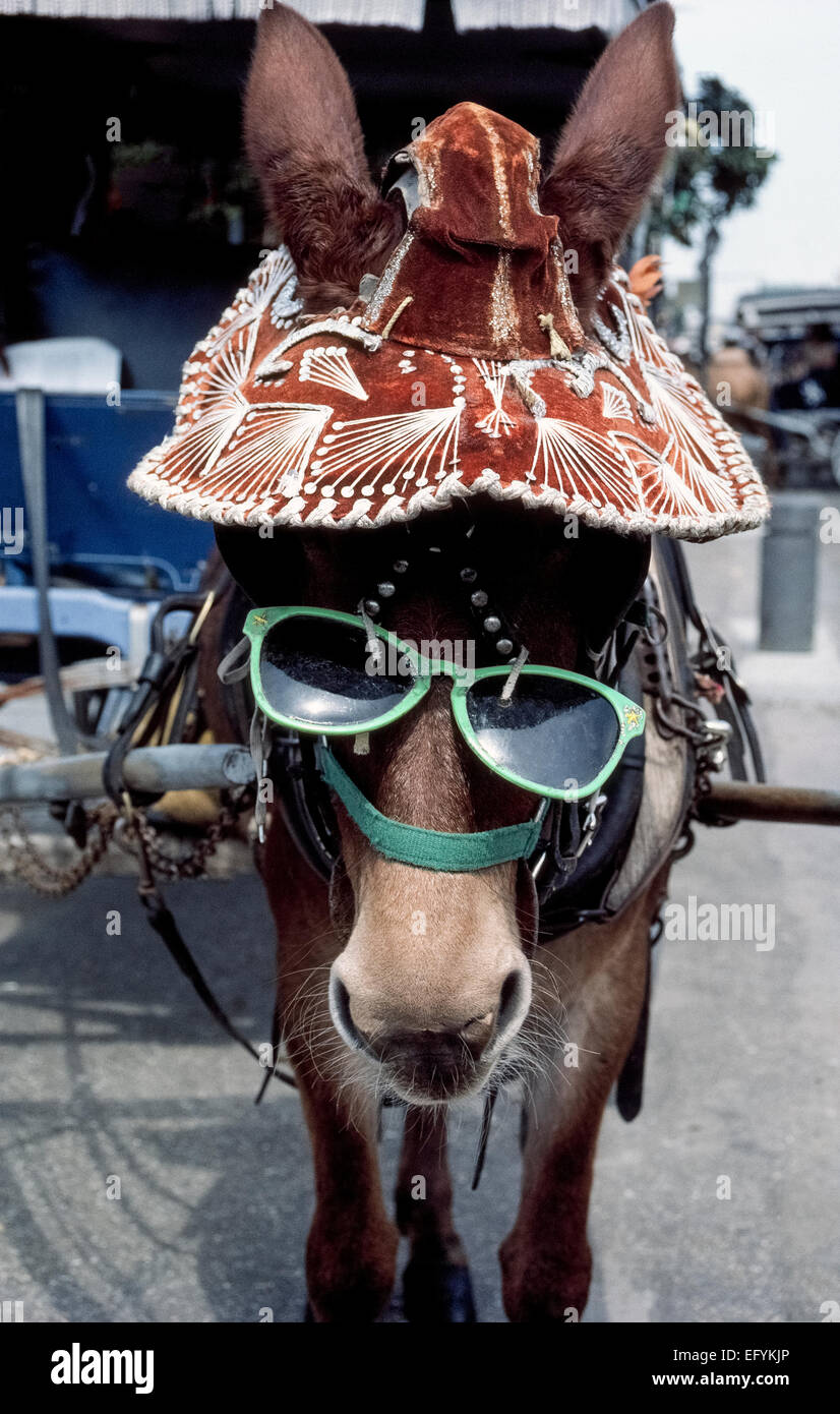 Una mula lleva una gorra y gafas de sol mientras espera para tirar de un carro con visitas a los turistas en un viaje alrededor de Nueva Orleáns en Luisiana, Estados Unidos. Foto de stock