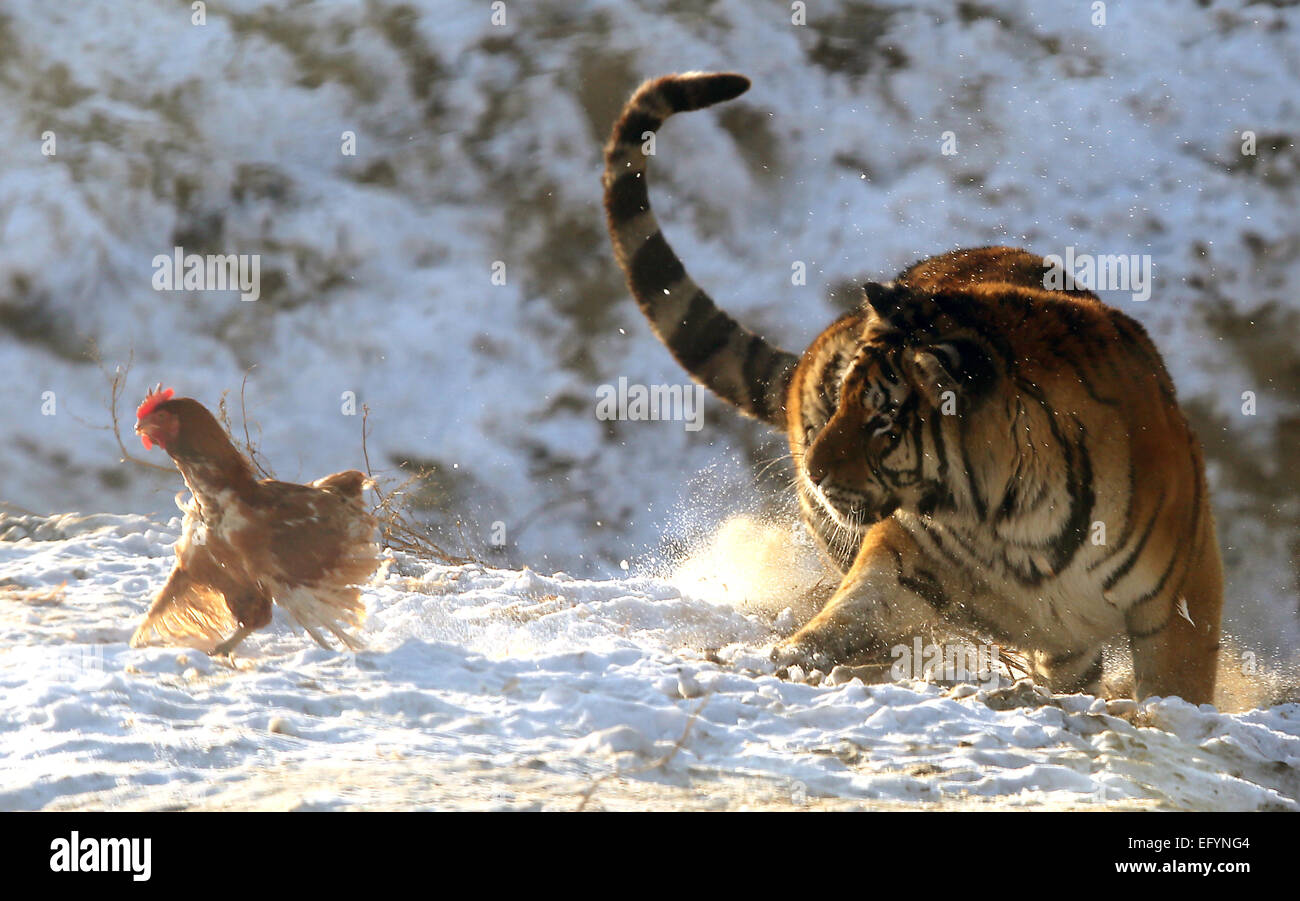 El 17 de enero, 2015 - Harbin, provincia de Heilongjiang, CHINA - Los  turistas visitan y alimentar a los tigres siberianos. junto con unos pocos  leones, en el parque de tigres siberianos