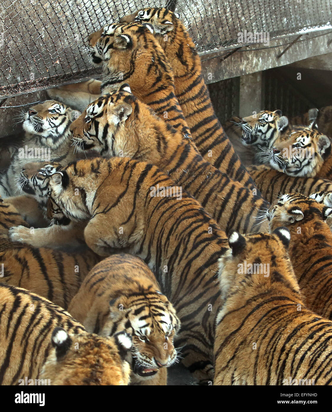 El 17 de enero, 2015 - Harbin, provincia de Heilongjiang, CHINA - Los  turistas visitan y alimentar a los tigres siberianos. junto con unos pocos  leones, en el parque de tigres siberianos
