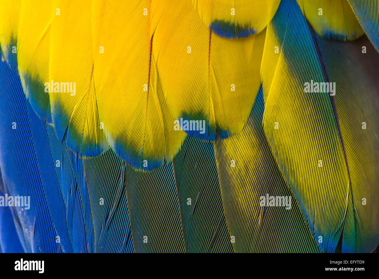 Closeup detalle de coloridas aves guacamayo azul y amarillo plumas Foto de stock