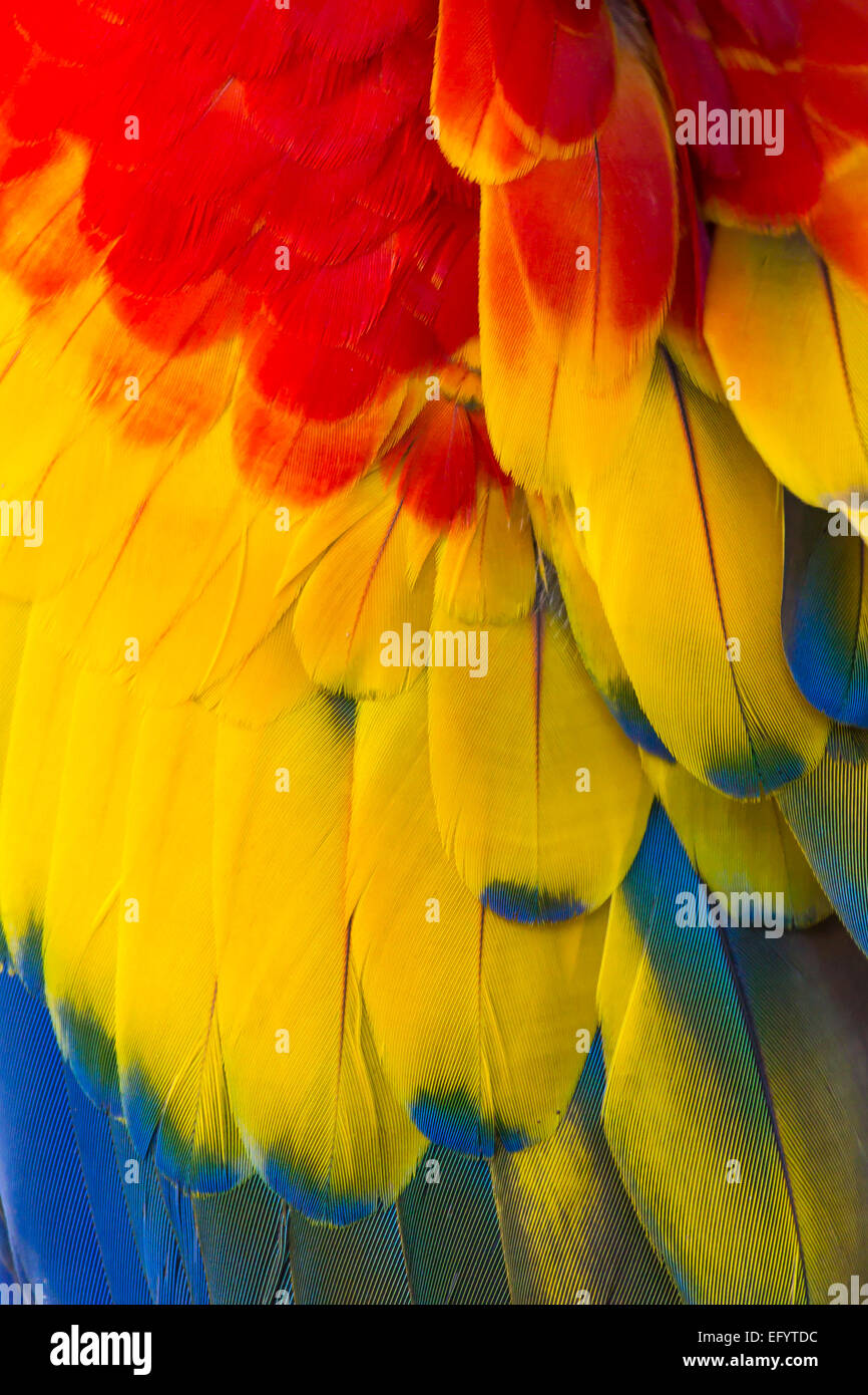Closeup detalle de coloridas plumas de aves Guacamayo Foto de stock