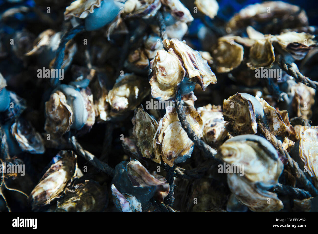 Etang de Thau, la laguna de Thau (Sur de Francia): ostras Foto de stock