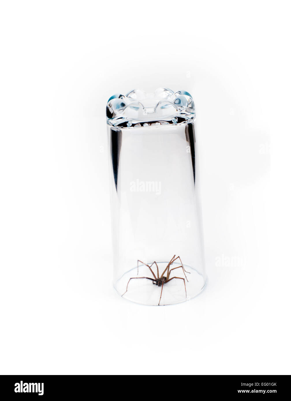Casa grande araña Tegenaria domestica atrapados en vidrio sobre un fondo blanco. Foto de stock