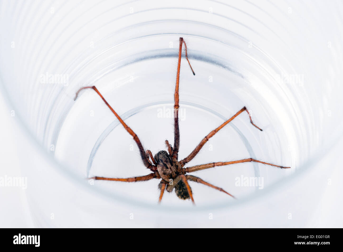 Casa grande araña Tegenaria domestica atrapados en vidrio sobre un fondo blanco. Foto de stock
