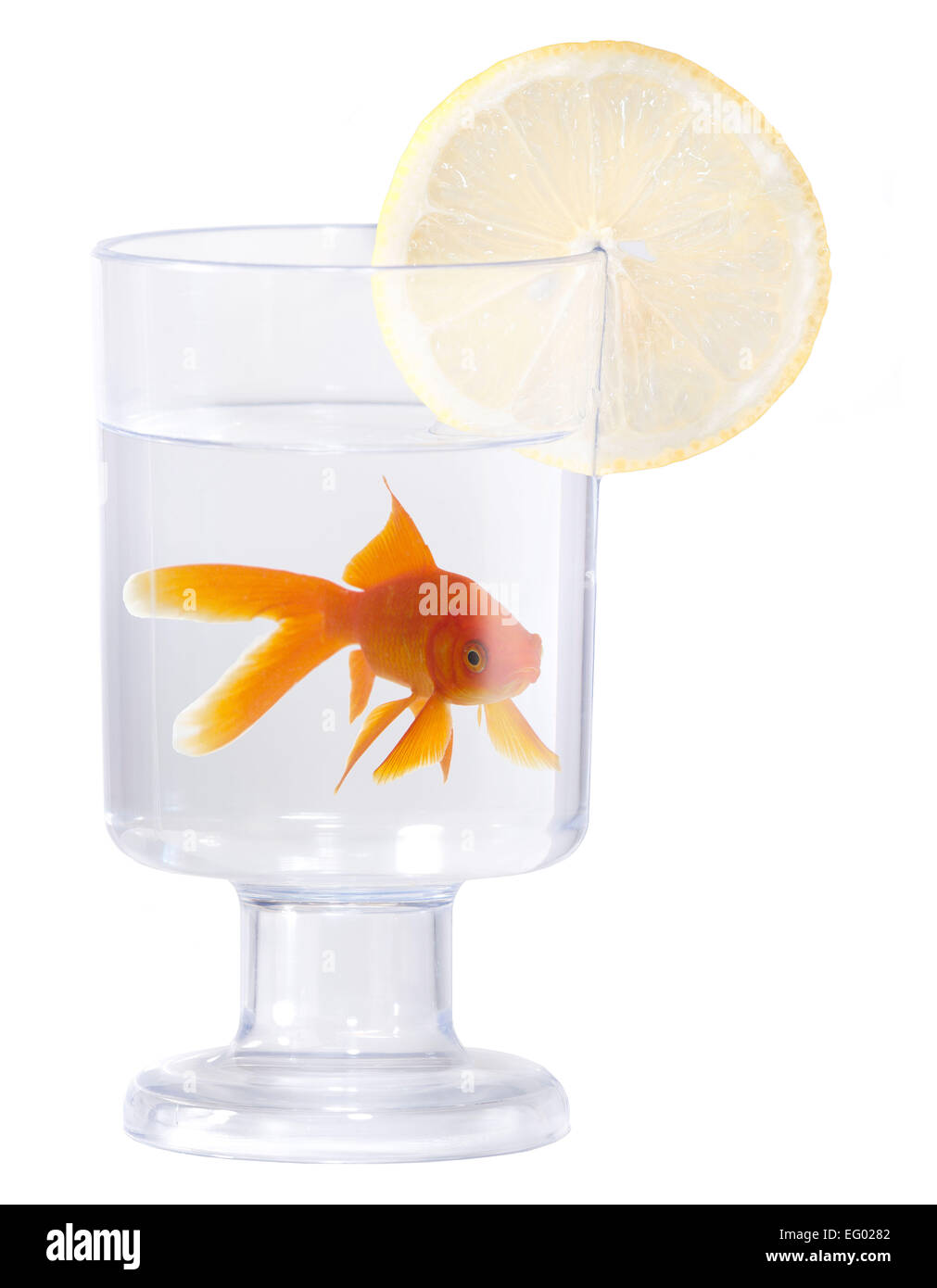 Goldfish nadando en vaso sobre fondo blanco. Foto de stock