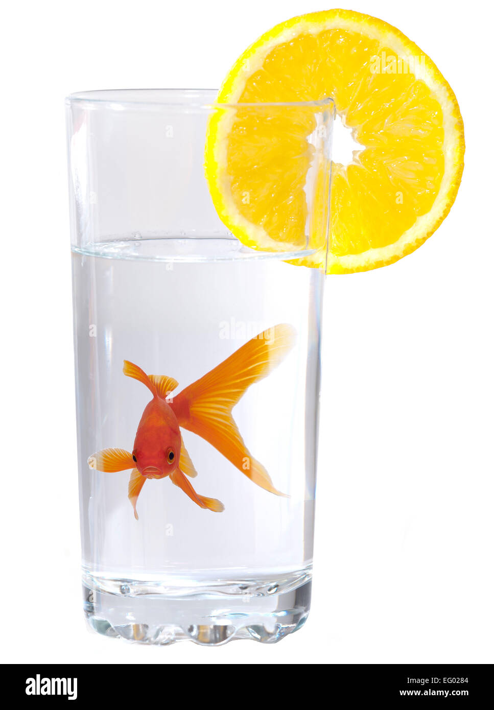 Goldfish nadando en vaso sobre fondo blanco. Foto de stock