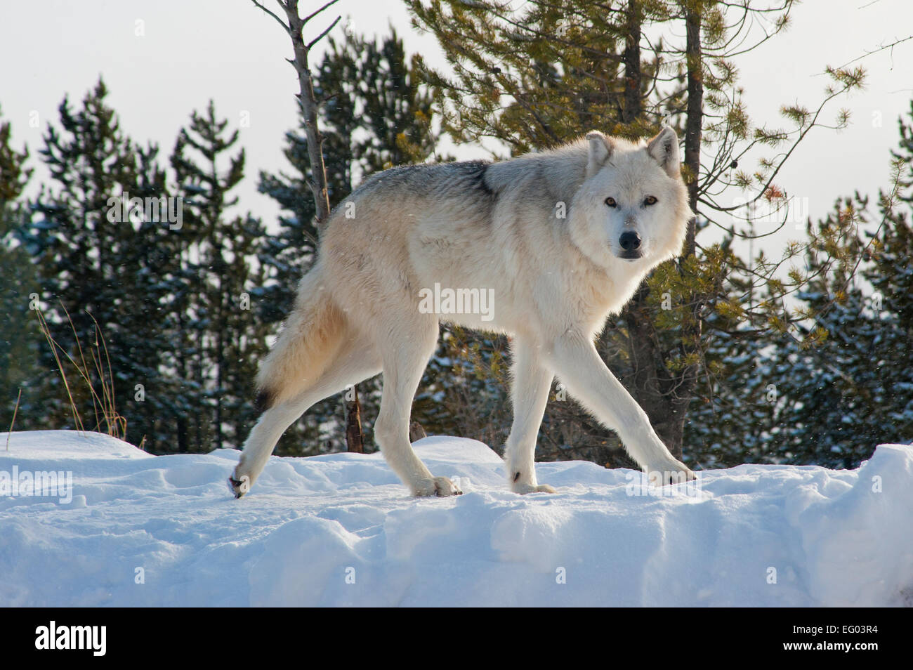 Lobos de invierno, Montana, Nieve, bosque depredadores Foto de stock