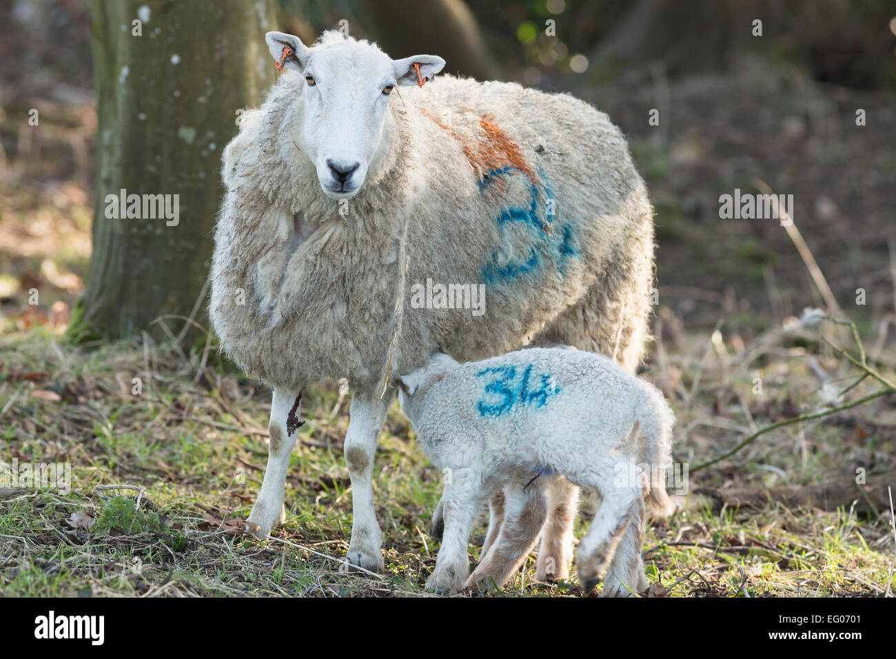 Oveja oveja con dos corderos en maderas Foto de stock