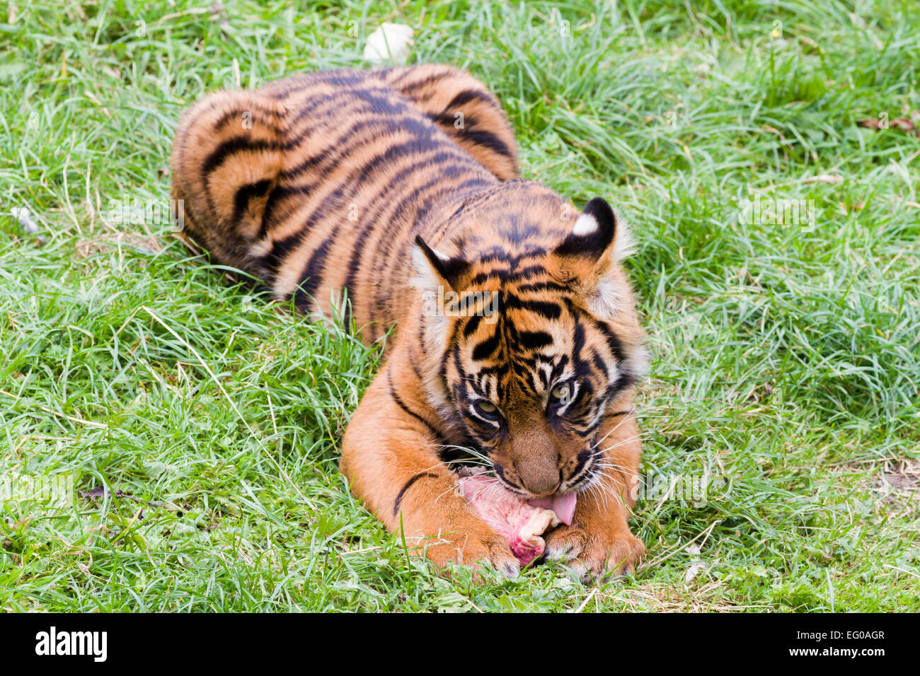 Tiger Eating Fotos e Imágenes de stock - Alamy