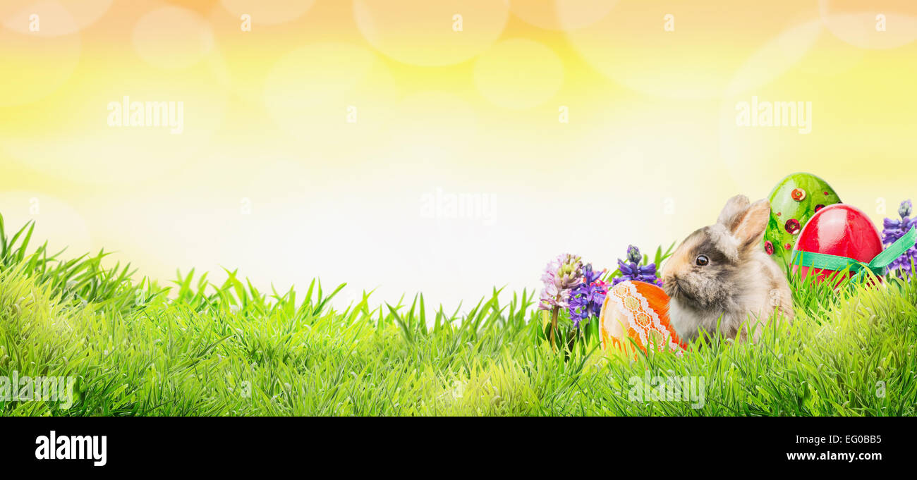 Fondo de Pascua con conejo, huevos y flores sobre la hierba y el cielo soleado con bokeh, banner para la página web Foto de stock