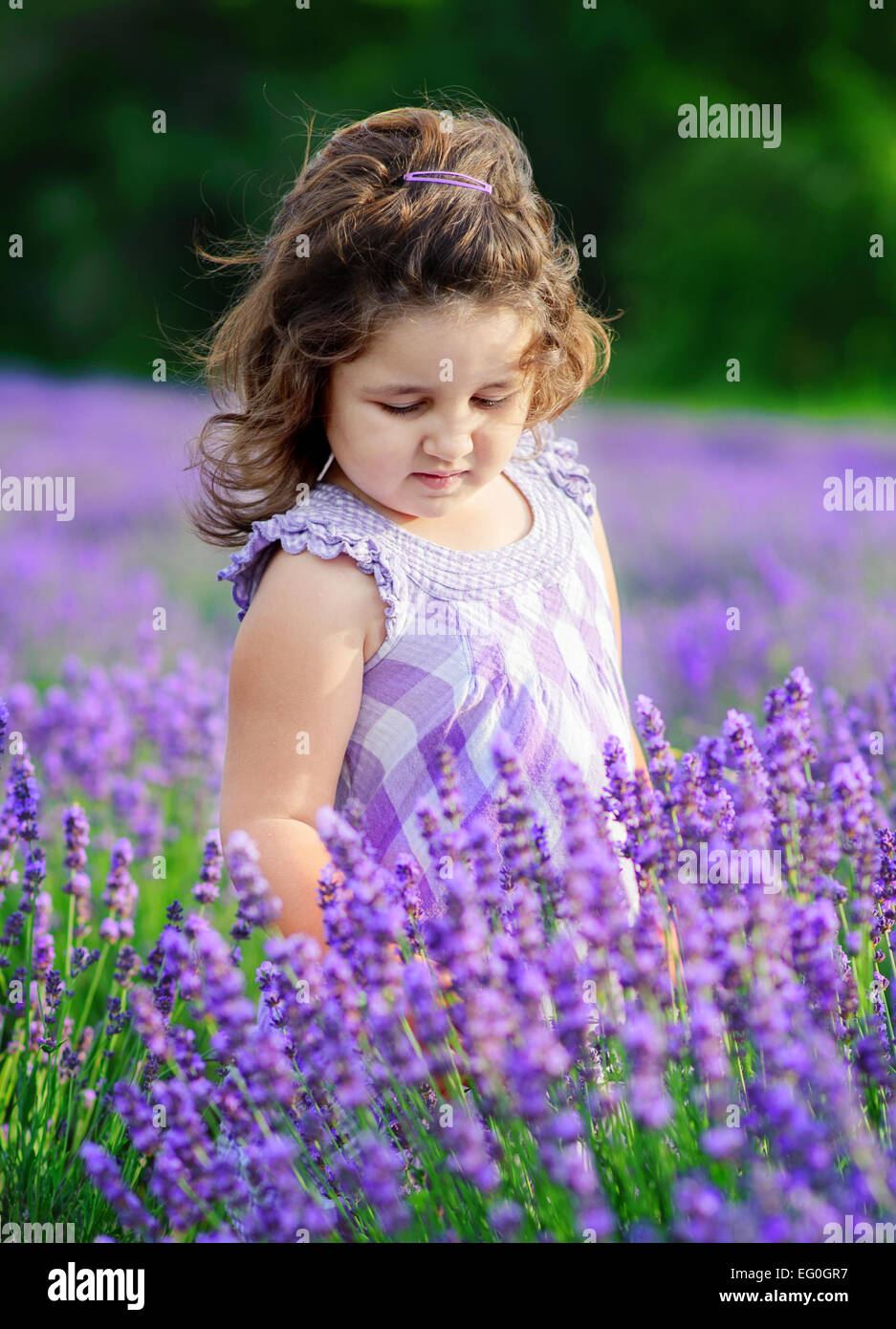 Niña pequeña (4-5) en el campo de lavanda Foto de stock