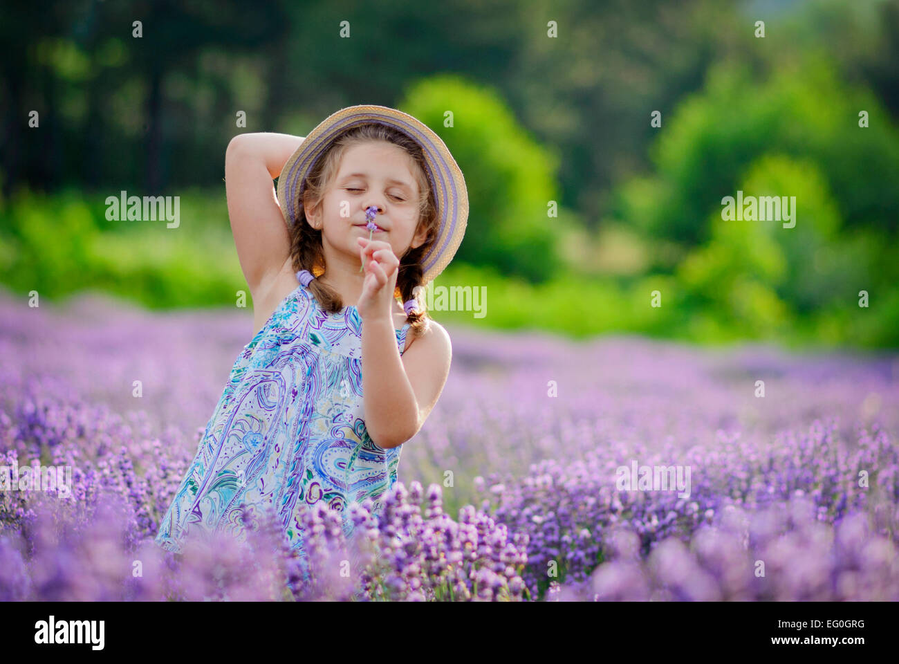 Niña pequeña (6-7) en el campo de lavanda Foto de stock
