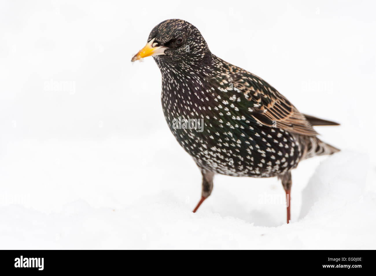 Solo Starling, cerca, en la nieve Foto de stock