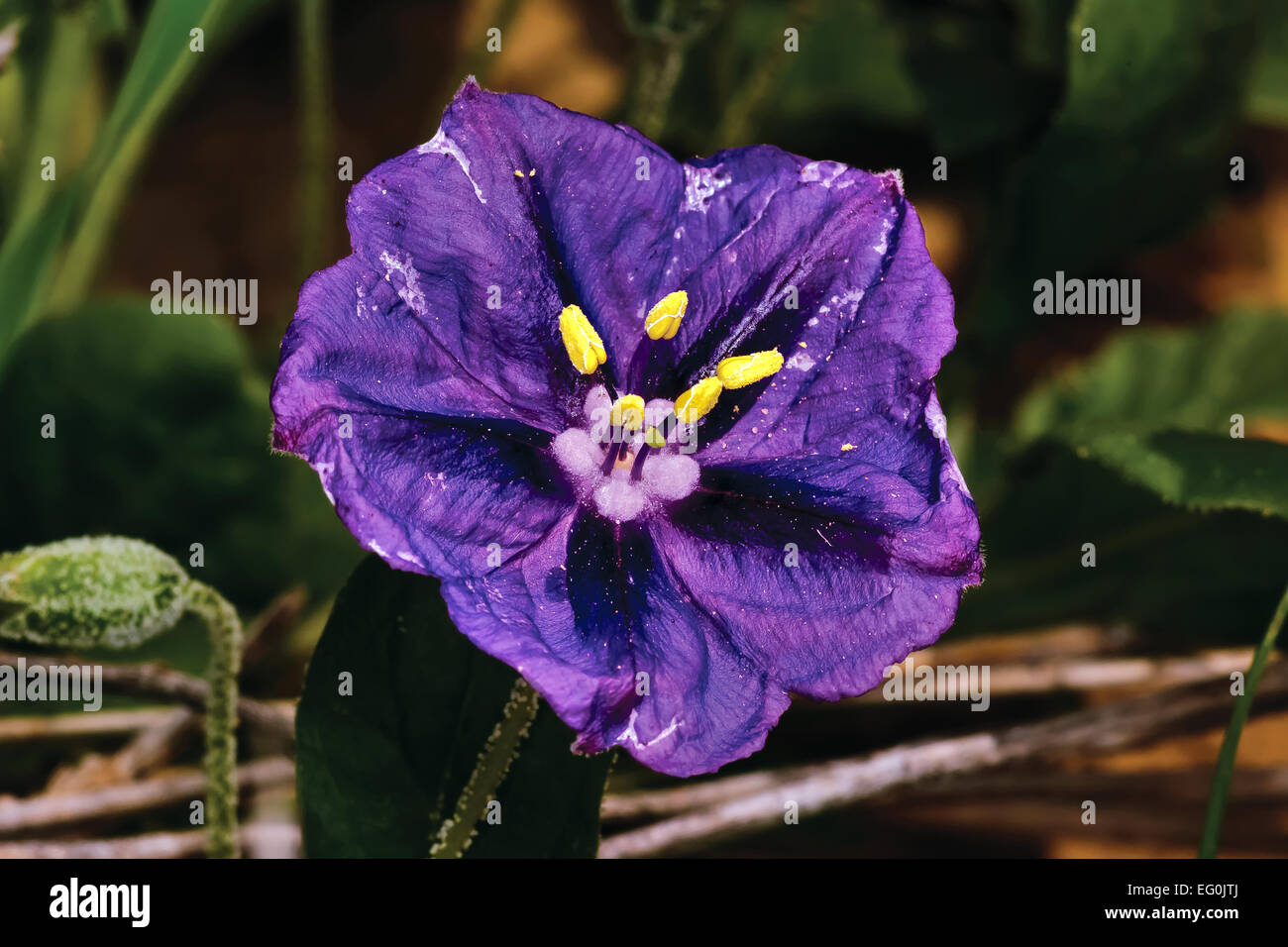 Ee.Uu., Arizona, Arlington, morado linterna china con stamina amarillo Foto de stock