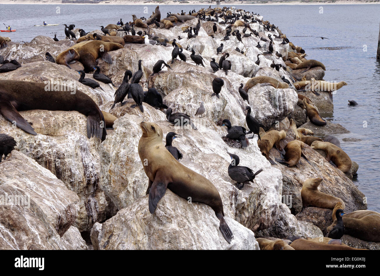 California, Estados Unidos, Monterey, lobos marinos y aves Foto de stock